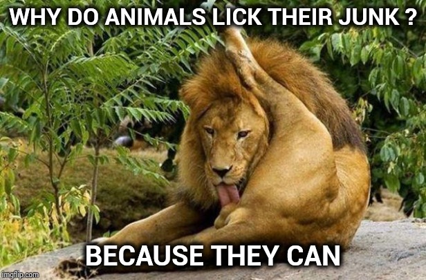 lion licking balls | WHY DO ANIMALS LICK THEIR JUNK ? BECAUSE THEY CAN | image tagged in lion licking balls | made w/ Imgflip meme maker