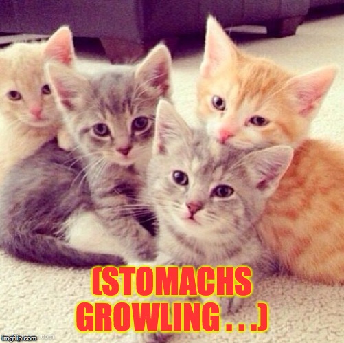 Cute Kitten Group | (STOMACHS GROWLING . . .) | image tagged in cute kitten group | made w/ Imgflip meme maker