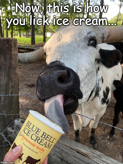 Ice cream licker... | Now, this is how you lick ice cream... | image tagged in lick,ice cream,how you do it | made w/ Imgflip meme maker