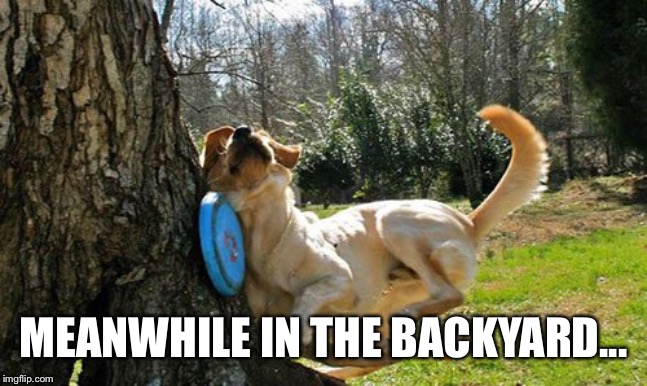 dog frisbee tree | MEANWHILE IN THE BACKYARD... | image tagged in dog frisbee tree | made w/ Imgflip meme maker