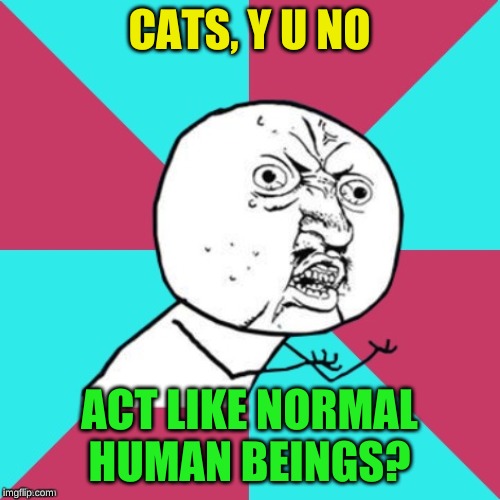 y u no music | CATS, Y U NO ACT LIKE NORMAL HUMAN BEINGS? | image tagged in y u no music | made w/ Imgflip meme maker