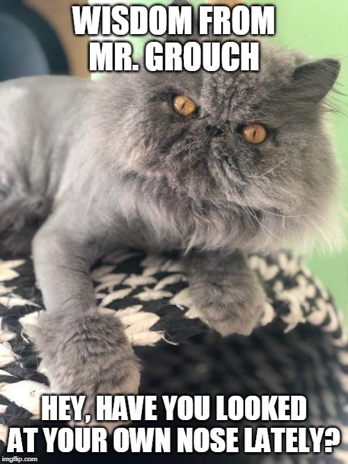 The Grouch & Mrs Priscilla, Wisdom from the Animal Hospital Inhabitants | WISDOM FROM MR. GROUCH; HEY, HAVE YOU LOOKED AT YOUR OWN NOSE LATELY? | image tagged in funny animals,cats,working class,funny animal meme | made w/ Imgflip meme maker