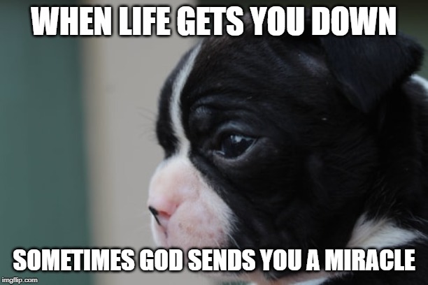 Lippy-the-Boston | WHEN LIFE GETS YOU DOWN; SOMETIMES GOD SENDS YOU A MIRACLE | image tagged in boston terrier | made w/ Imgflip meme maker