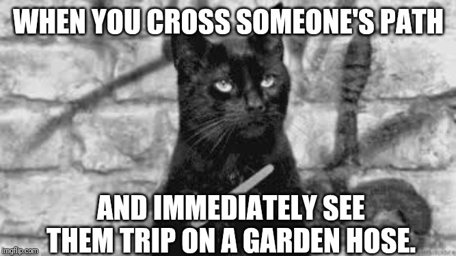 Black cat | WHEN YOU CROSS SOMEONE'S PATH; AND IMMEDIATELY SEE THEM TRIP ON A GARDEN HOSE. | image tagged in black cat | made w/ Imgflip meme maker