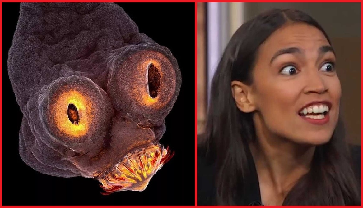 AOC vs Head of Tapeworm Blank Meme Template