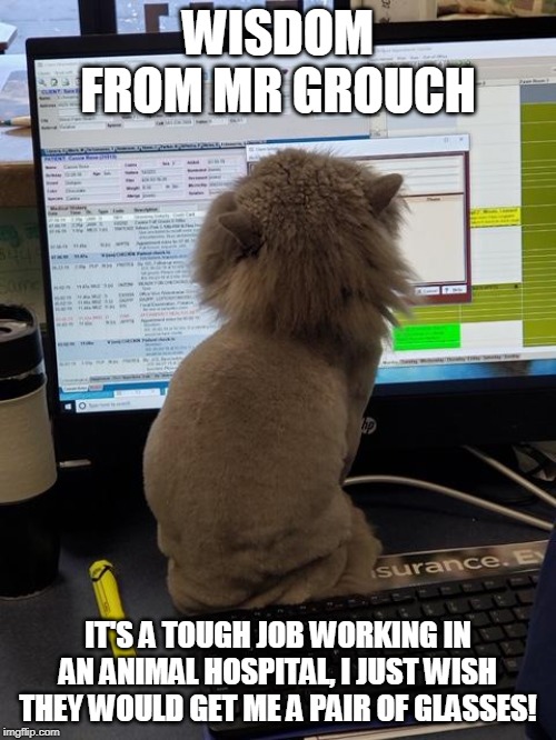 Wisdom from Mr. Grouch | WISDOM FROM MR GROUCH; IT'S A TOUGH JOB WORKING IN AN ANIMAL HOSPITAL, I JUST WISH THEY WOULD GET ME A PAIR OF GLASSES! | image tagged in business cat,funny animal,family business,funny memes,cats | made w/ Imgflip meme maker