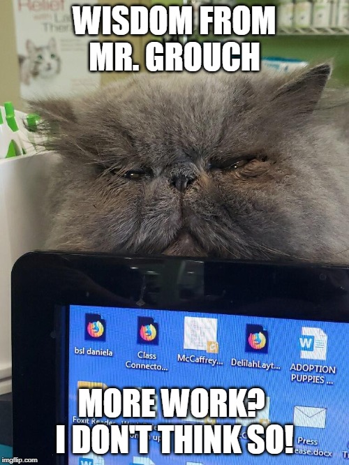 Wisdom from Mr. Grouch | WISDOM FROM MR. GROUCH; MORE WORK?  I DON'T THINK SO! | image tagged in cats,funny cats,business cat,fun,animal memes | made w/ Imgflip meme maker