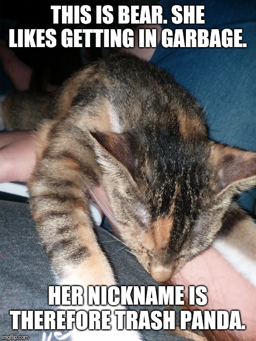 Kitteh | THIS IS BEAR. SHE LIKES GETTING IN GARBAGE. HER NICKNAME IS THEREFORE TRASH PANDA. | image tagged in cats,cat | made w/ Imgflip meme maker