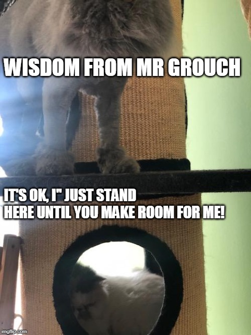 wisdom from mr grouch | WISDOM FROM MR GROUCH; IT'S OK, I'' JUST STAND HERE UNTIL YOU MAKE ROOM FOR ME! | image tagged in cats,funny cats,business cat,funny animals | made w/ Imgflip meme maker