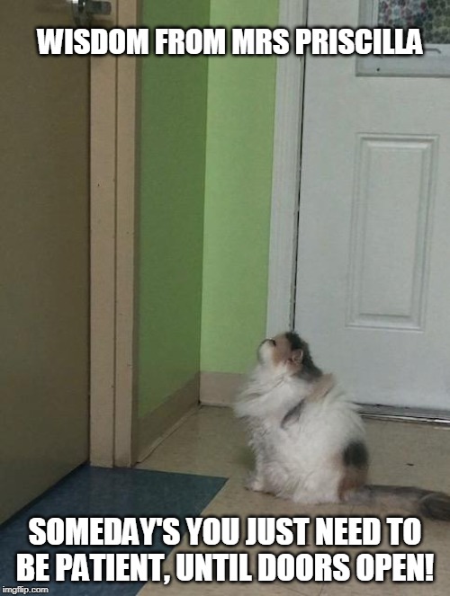 wisdom from mrs. priscilla | WISDOM FROM MRS PRISCILLA; SOMEDAY'S YOU JUST NEED TO BE PATIENT, UNTIL DOORS OPEN! | image tagged in cats,funny cats,words of wisdom,business cat | made w/ Imgflip meme maker