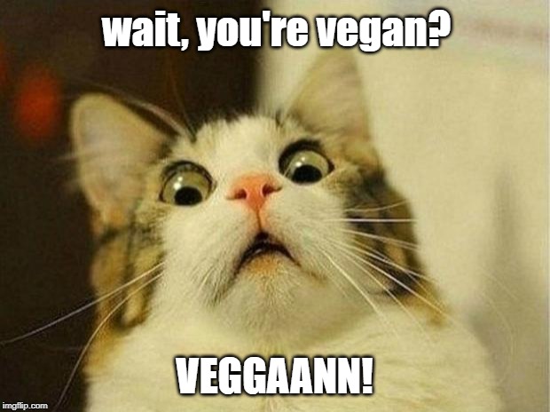 Scared Cat | wait, you're vegan? VEGGAANN! | image tagged in memes,scared cat | made w/ Imgflip meme maker