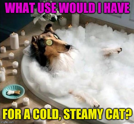 Dog Bath | WHAT USE WOULD I HAVE FOR A COLD, STEAMY CAT? | image tagged in dog bath | made w/ Imgflip meme maker