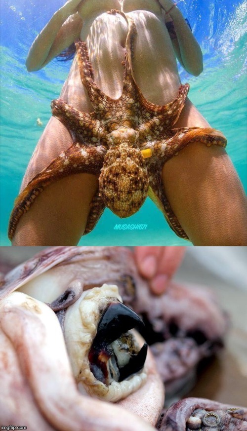 Octopus   sy | image tagged in octopus,uh oh | made w/ Imgflip meme maker