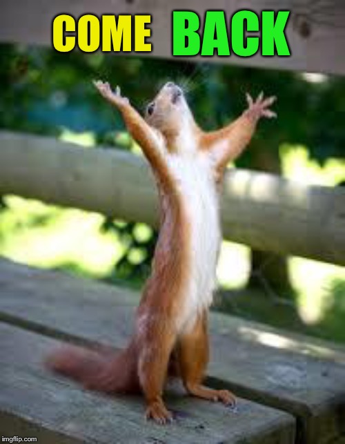 Praise Squirrel | COME BACK | image tagged in praise squirrel | made w/ Imgflip meme maker