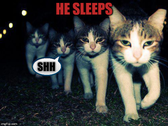 Wrong Neighboorhood Cats Meme | HE SLEEPS; SHH | image tagged in memes,wrong neighboorhood cats | made w/ Imgflip meme maker