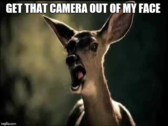 Deer Scream | GET THAT CAMERA OUT OF MY FACE | image tagged in deer scream | made w/ Imgflip meme maker