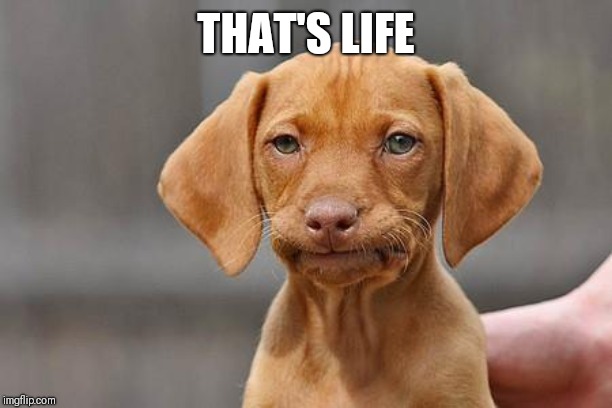 Dissapointed puppy | THAT'S LIFE | image tagged in dissapointed puppy | made w/ Imgflip meme maker