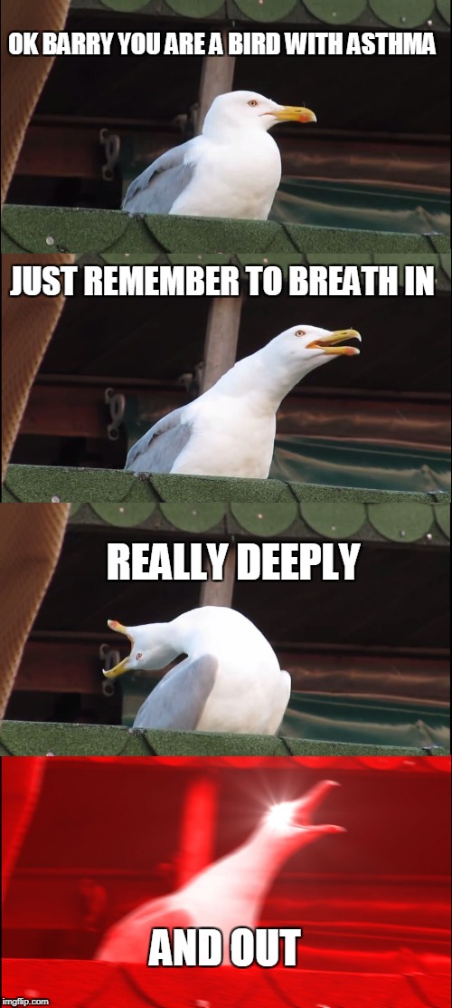 Inhaling Seagull Meme | OK BARRY YOU ARE A BIRD WITH ASTHMA; JUST REMEMBER TO BREATH IN; REALLY DEEPLY; AND OUT | image tagged in memes,inhaling seagull | made w/ Imgflip meme maker