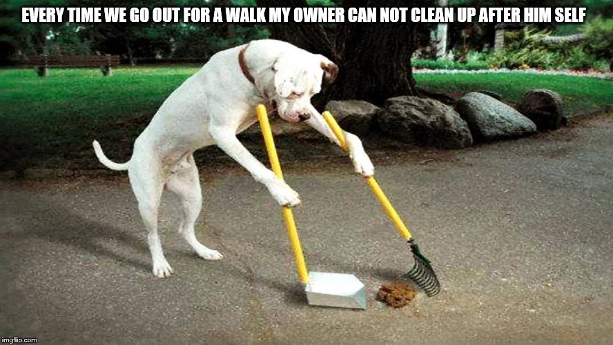 lazy dog owner | EVERY TIME WE GO OUT FOR A WALK MY OWNER CAN NOT CLEAN UP AFTER HIM SELF | image tagged in funny dog,funny dogs,funny animals,lol so funny,meme,memes | made w/ Imgflip meme maker