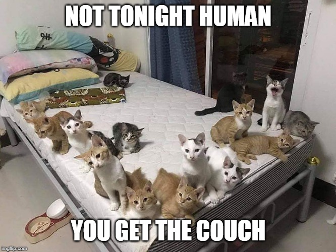 NO BED FOR YOU | NOT TONIGHT HUMAN; YOU GET THE COUCH | image tagged in cats take over bed,cats,cute cat,funny cats | made w/ Imgflip meme maker