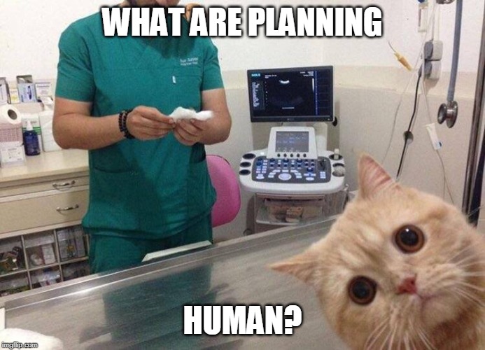 NO VET | WHAT ARE PLANNING; HUMAN? | image tagged in cat at doctor,cats,funny cats | made w/ Imgflip meme maker