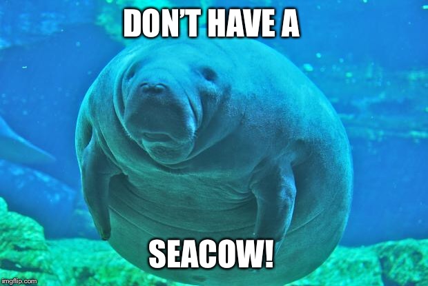 manatee frenzy |  DON’T HAVE A; SEACOW! | image tagged in manatee frenzy | made w/ Imgflip meme maker