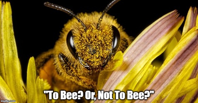 "To Bee? Or, Not To Bee?" | "To Bee? Or, Not To Bee?" | image tagged in bees,entomology,environmental collapse,ecosystem collapse,pollination,pollinators | made w/ Imgflip meme maker