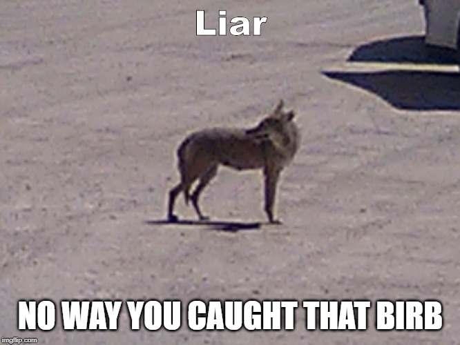 caught out | Liar; NO WAY YOU CAUGHT THAT BIRB | image tagged in punny,pics or lie | made w/ Imgflip meme maker