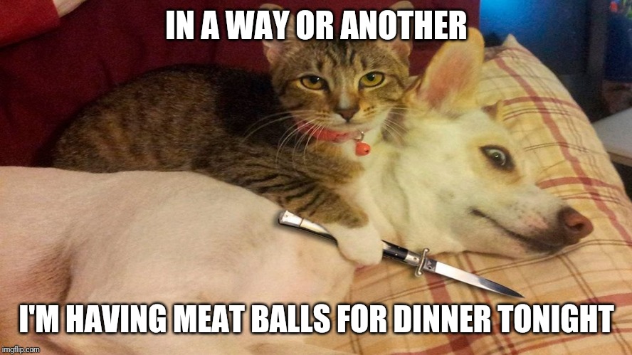 Capish? | IN A WAY OR ANOTHER; I'M HAVING MEAT BALLS FOR DINNER TONIGHT | image tagged in cat,funny | made w/ Imgflip meme maker