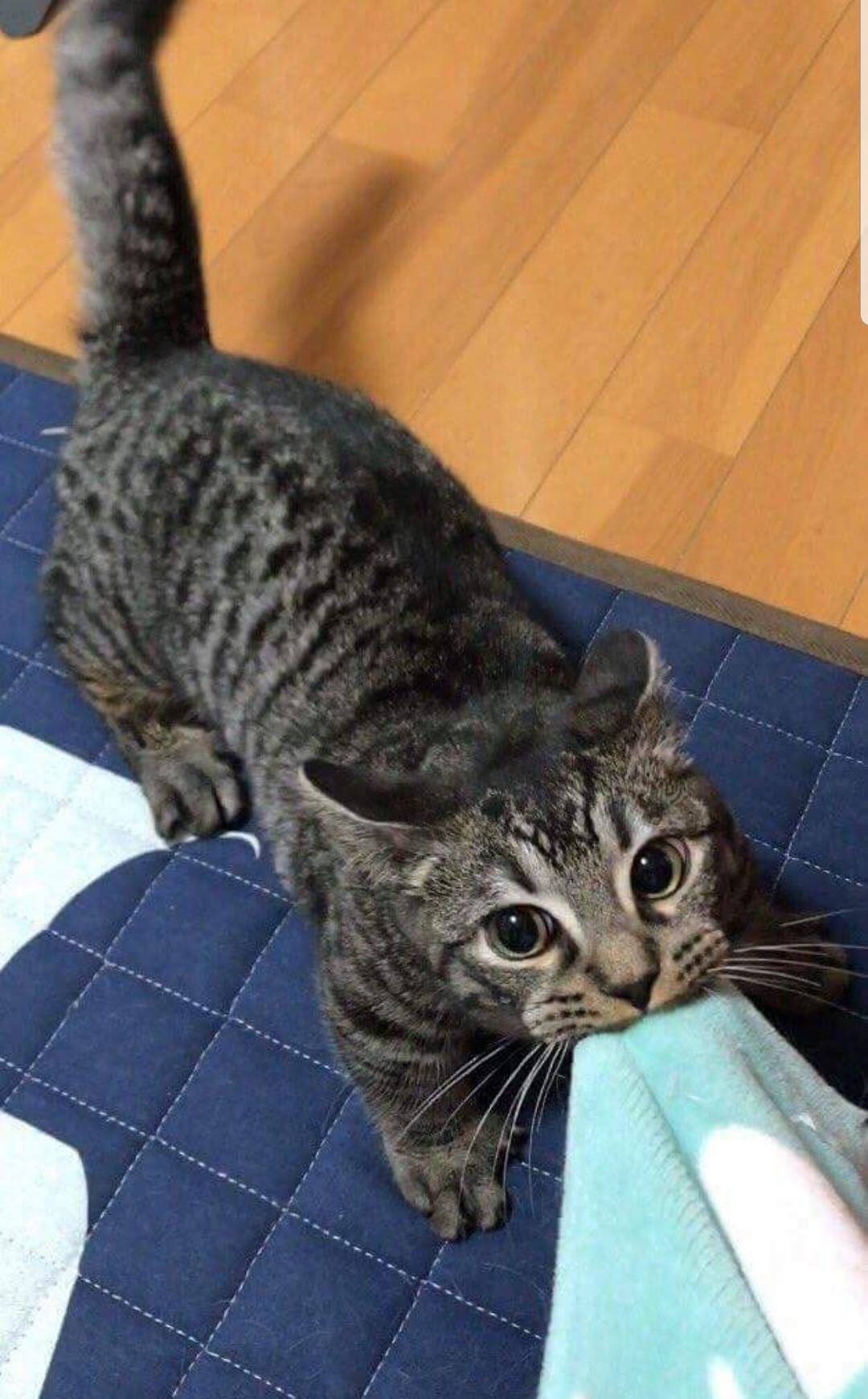 Cat Pulling Blanket Blank Meme Template