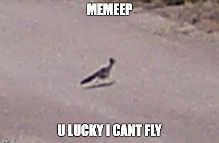 mad skills | MEMEEP; U LUCKY I CANT FLY | image tagged in mad skills | made w/ Imgflip meme maker