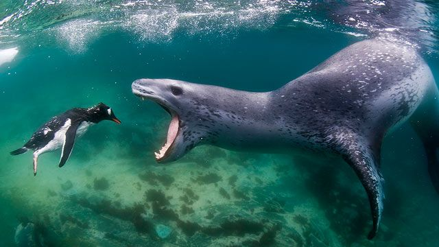 High Quality Leopard seal penguin Blank Meme Template