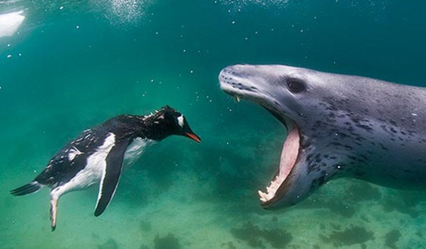 Penguin Seal close-up Blank Meme Template