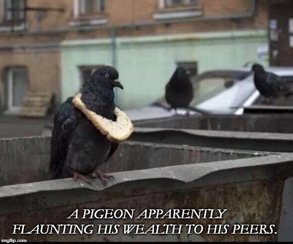 A PIGEON APPARENTLY FLAUNTING HIS WEALTH TO HIS PEERS. | image tagged in rich | made w/ Imgflip meme maker