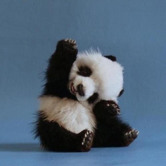 Baby Panda Blank Meme Template
