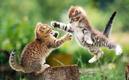 image tagged in animals,cats,photography