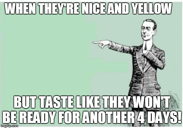 WHEN THEY'RE NICE AND YELLOW BUT TASTE LIKE THEY WON'T BE READY FOR ANOTHER 4 DAYS! | made w/ Imgflip meme maker