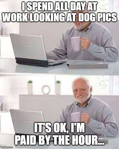 Hide the Pain Harold Meme | I SPEND ALL DAY AT WORK LOOKING AT DOG PICS; IT'S OK, I'M PAID BY THE HOUR... | image tagged in memes,hide the pain harold | made w/ Imgflip meme maker