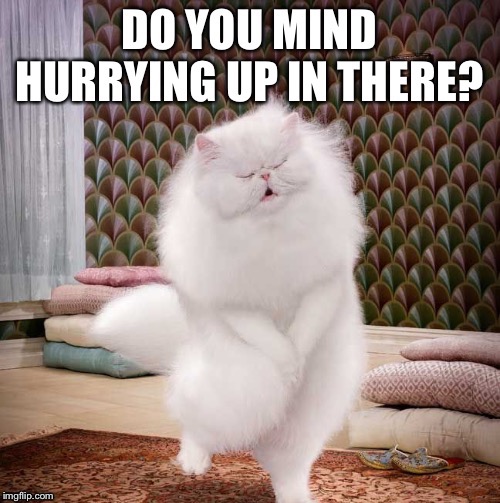 That cat REALLY needs to pee! | image tagged in cat,pee,bathroom | made w/ Imgflip meme maker