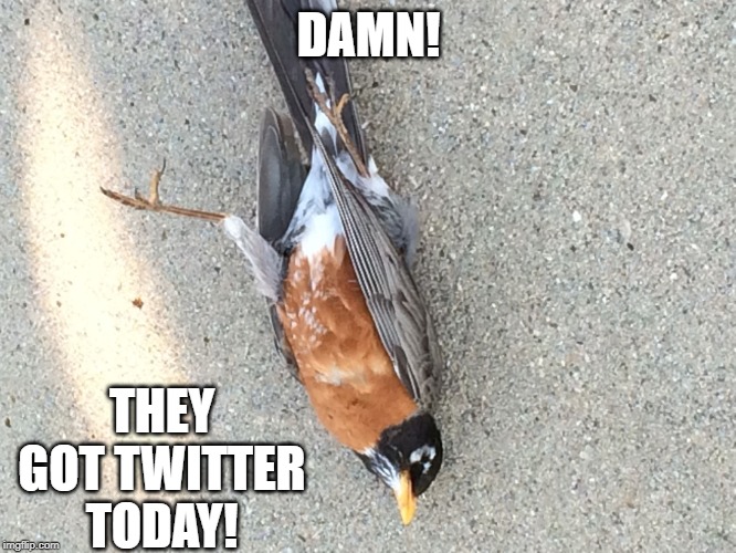 Twitter, down!!! | DAMN! THEY GOT TWITTER TODAY! | image tagged in dead bird | made w/ Imgflip meme maker