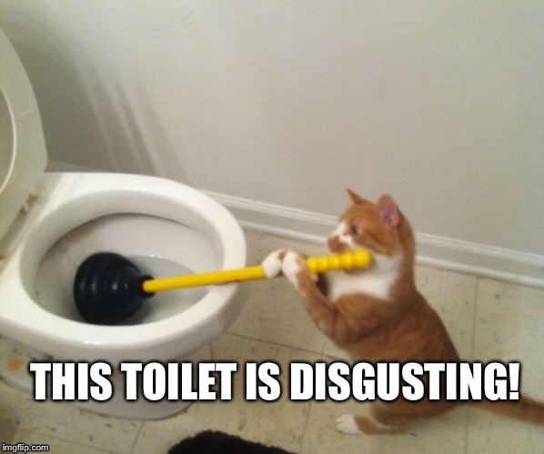 The Disgusting Toilet | image tagged in toilet,cat,plunger,disgusting | made w/ Imgflip meme maker