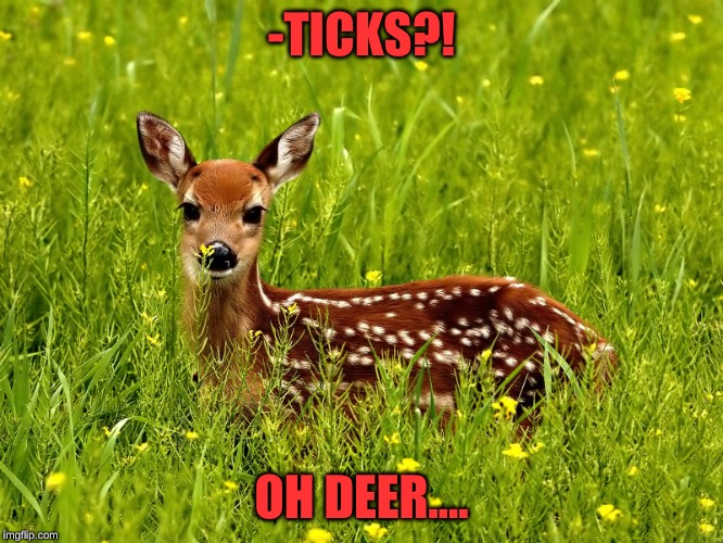 Baby deer | -TICKS?! OH DEER.... | image tagged in baby deer | made w/ Imgflip meme maker