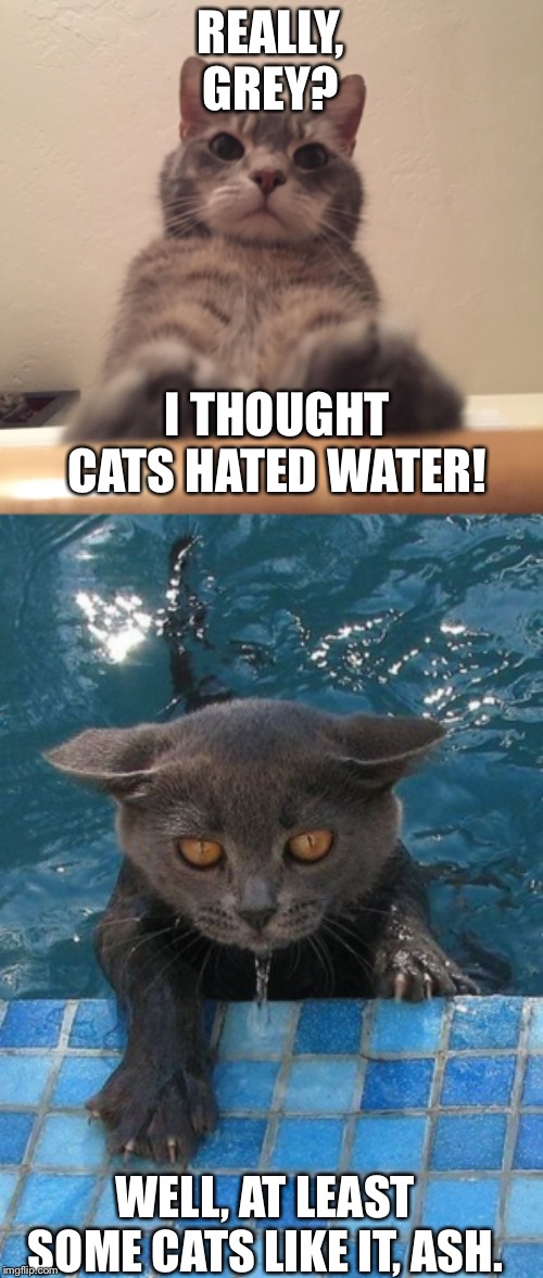Grey and Ash #1: The Swimming Pool | REALLY, GREY? I THOUGHT CATS HATED WATER! WELL, AT LEAST SOME CATS LIKE IT, ASH. | image tagged in cats,swimming pool,water,grey,ash | made w/ Imgflip meme maker