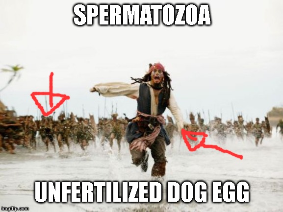 Jack Sparrow Being Chased | SPERMATOZOA; UNFERTILIZED DOG EGG | image tagged in memes,jack sparrow being chased | made w/ Imgflip meme maker