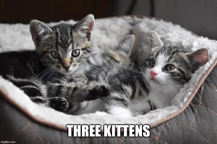 Three Kittens | THREE KITTENS | image tagged in kittens,cats,cat bed | made w/ Imgflip meme maker