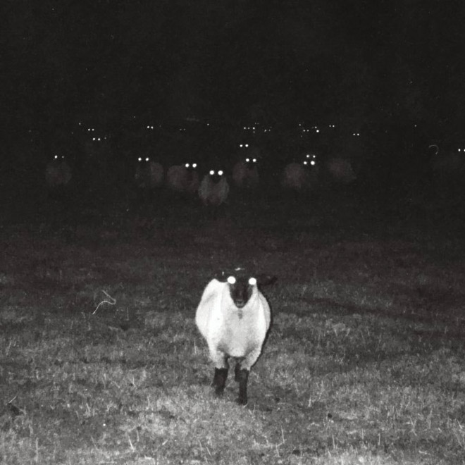 Creepy sheep Blank Meme Template