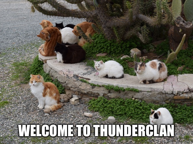 My first Warriors meme | WELCOME TO THUNDERCLAN | image tagged in warrior cats,cats,thunderclan | made w/ Imgflip meme maker