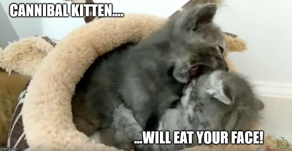 Cannibal Kitten | CANNIBAL KITTEN.... ...WILL EAT YOUR FACE! | image tagged in kittenacademy,kittens,cats,cannibals | made w/ Imgflip meme maker