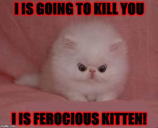 KILL YOU | I IS GOING TO KILL YOU; I IS FEROCIOUS KITTEN! | image tagged in kill you | made w/ Imgflip meme maker