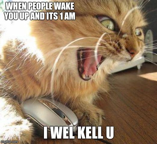 angry cat | WHEN PEOPLE WAKE YOU UP AND ITS 1 AM; I WEL KELL U | image tagged in angry cat | made w/ Imgflip meme maker